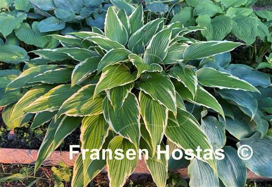 Hosta Dragon Warrior